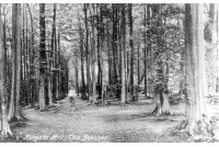 REI 187 Reigate Hill The beeches 11-2-141