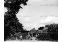bet_565_gadbrook_farm__felling_elm_tree