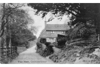 col_12_the_nest_1911__14a-4-135