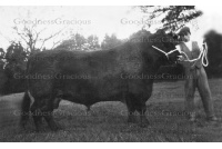 lei_139_doker_weller__mynthurst_bull