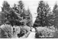 rei_188_the_copse_2-6-139