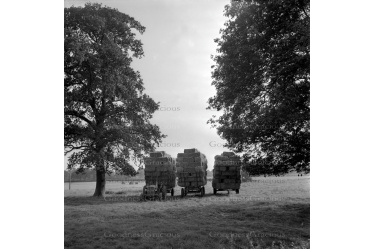 batch_lei_191_haymaking_sunnyoak_farm