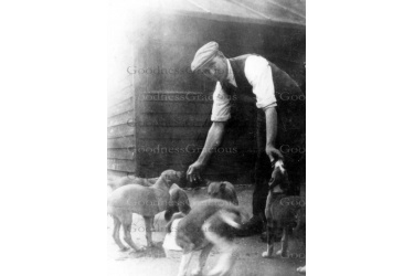 bet_447_bill_balaam_with_puppies