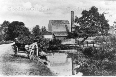 nut_30_kings_mill_28-6-114